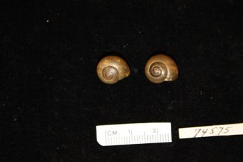 Media type: image; Malacology 74575